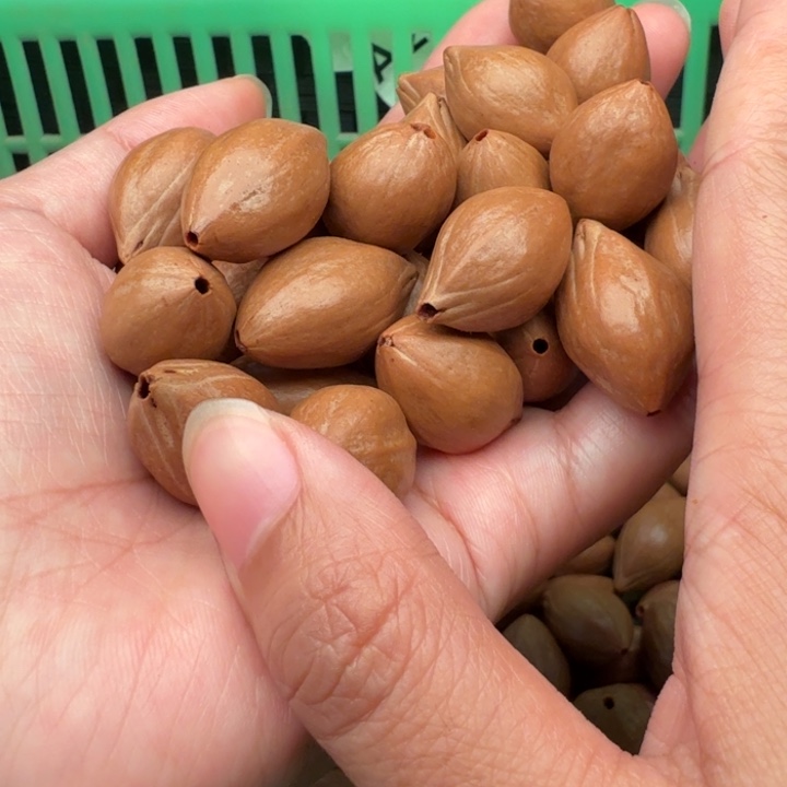 爱***远橄榄核手串/手链橄榄