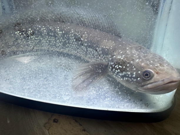 巨大七星鱼，大帆大尾尺寸自选，10至40公分厘米的，