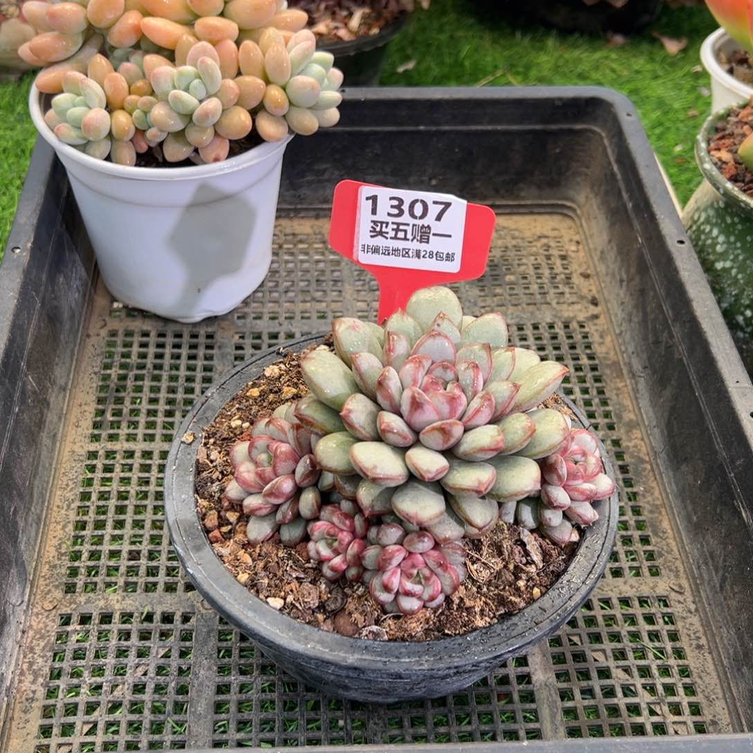 表妹精品多肉1307.