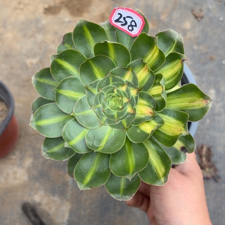 一物一拍暴君258