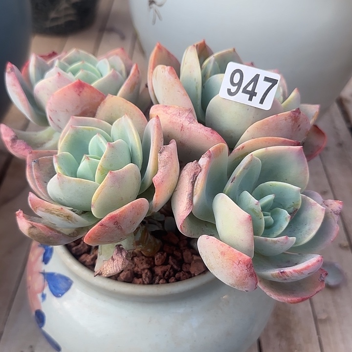 c**i947白凤不售后脱土发货不退不换