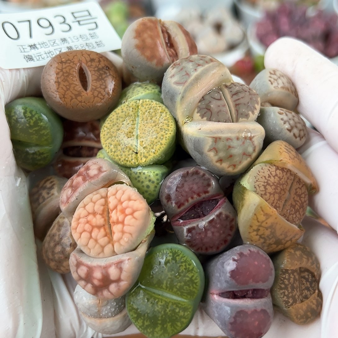 好养易活生石花大母本0793共15颗