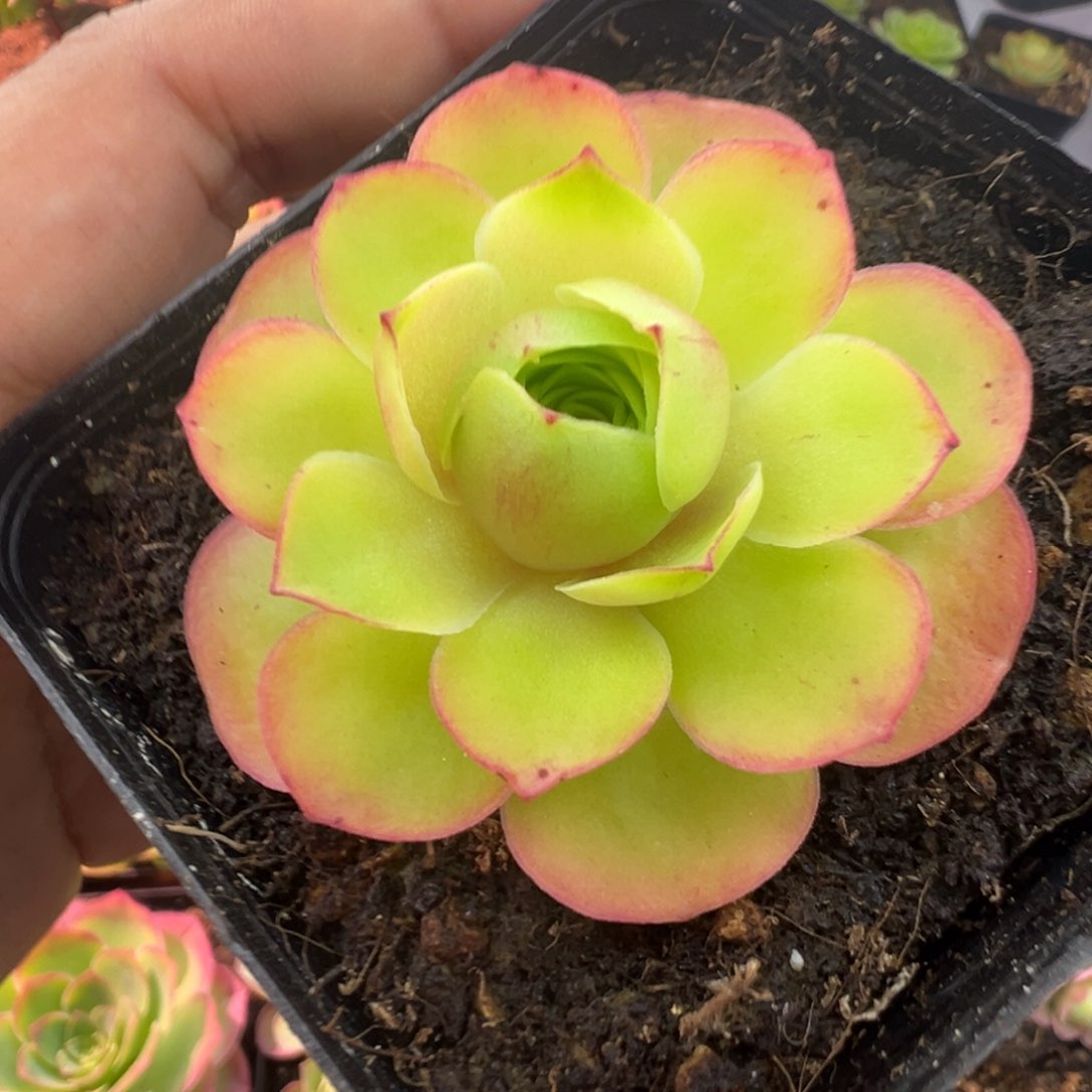 L38半城玫瑰画心