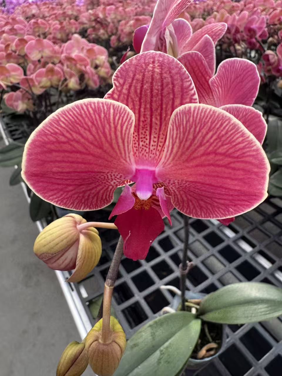 蝴蝶兰【聚宝橘子3-3】鲜花盆栽室内观赏花花佛山基地直发好养易活