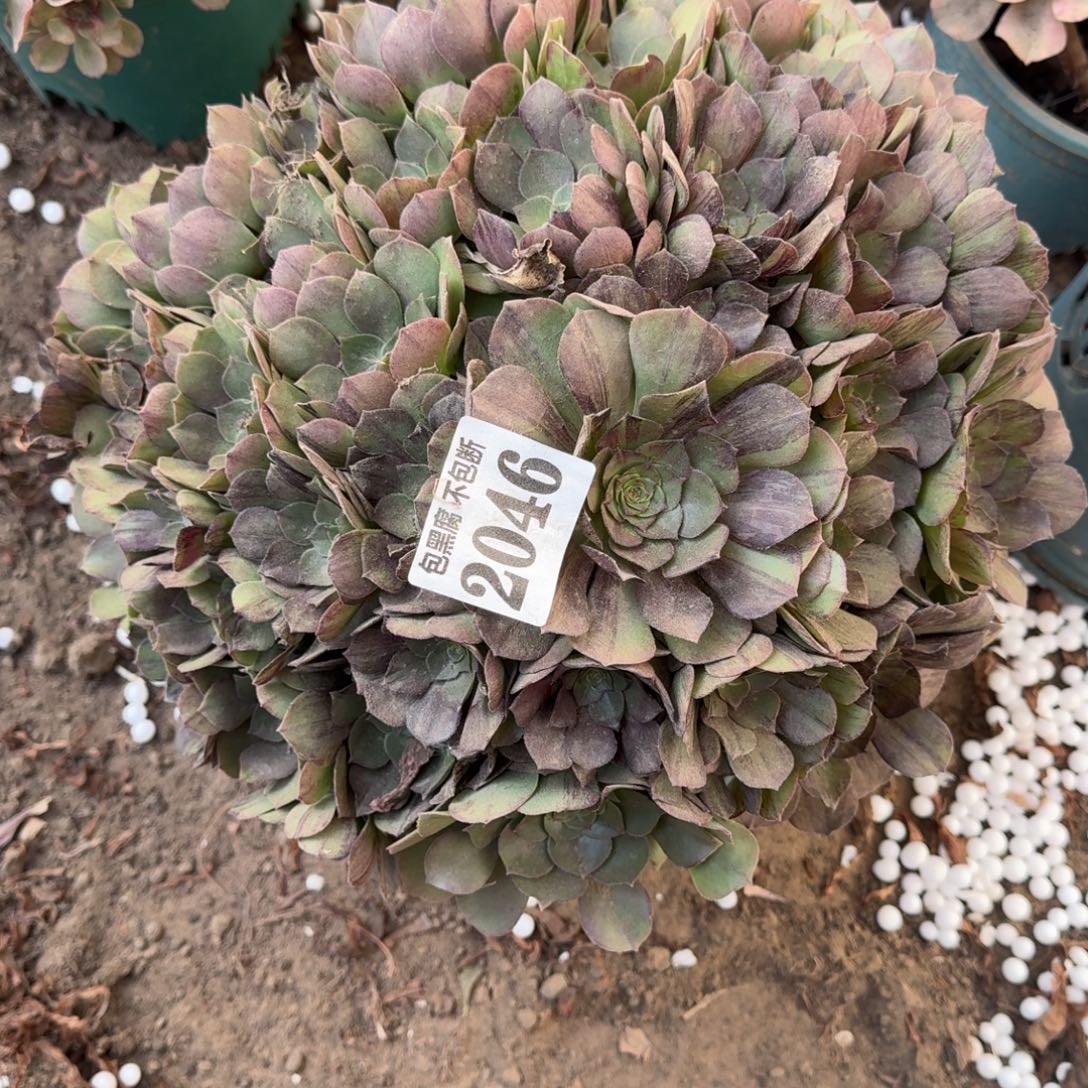 18-3法师墨染2046