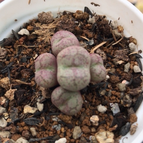 多肉肉锥 白花紫猴