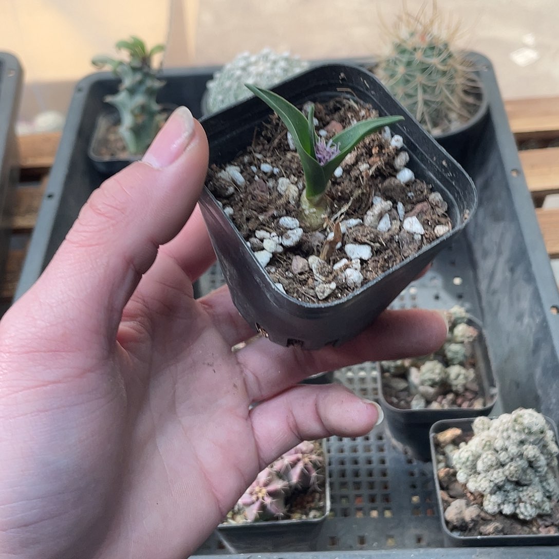 188白剑立金花（满18包邮）