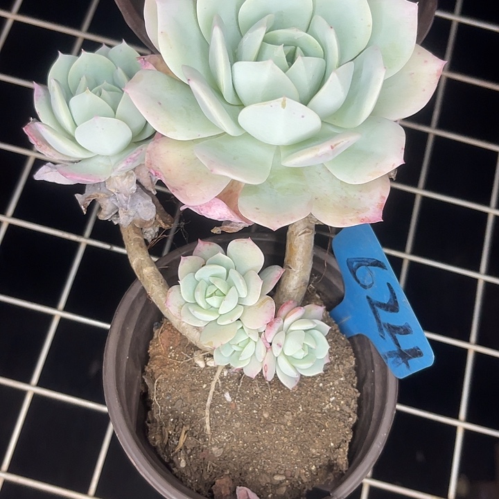 两单包邮，一物一拍624恋曲