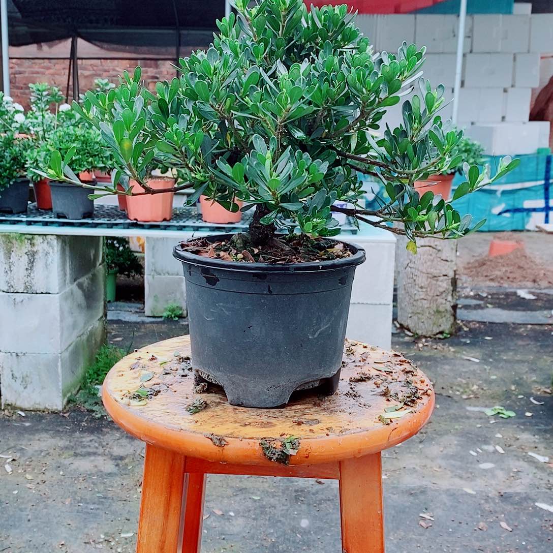 大部分花苞少量开放清*