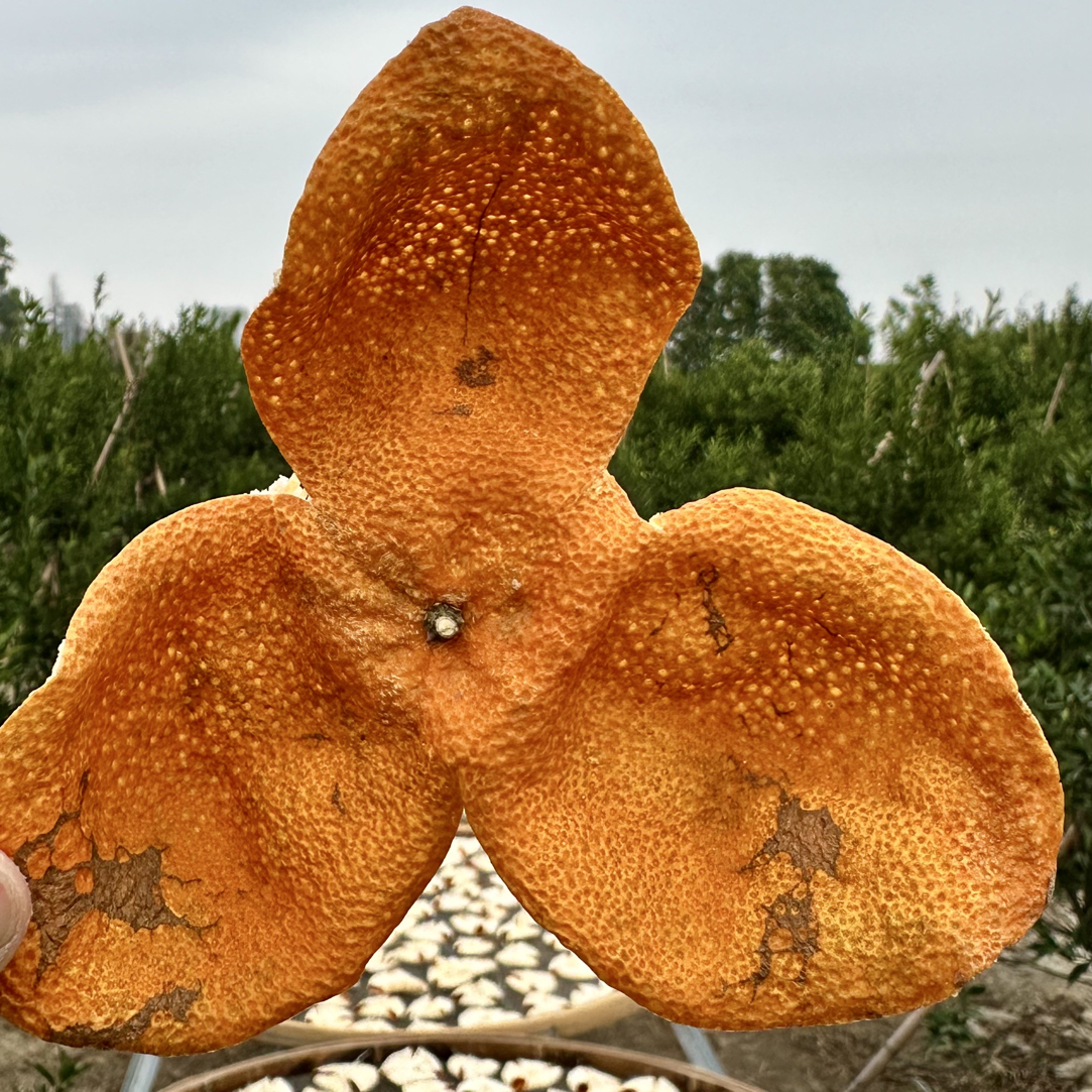 【梅江圈枝】核心产区大红皮高香高甜 收藏价值高2025年