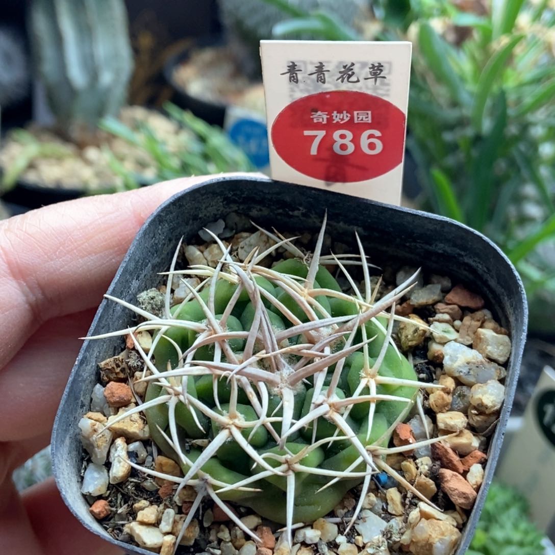 实生密刺碧岩玉3.8cm