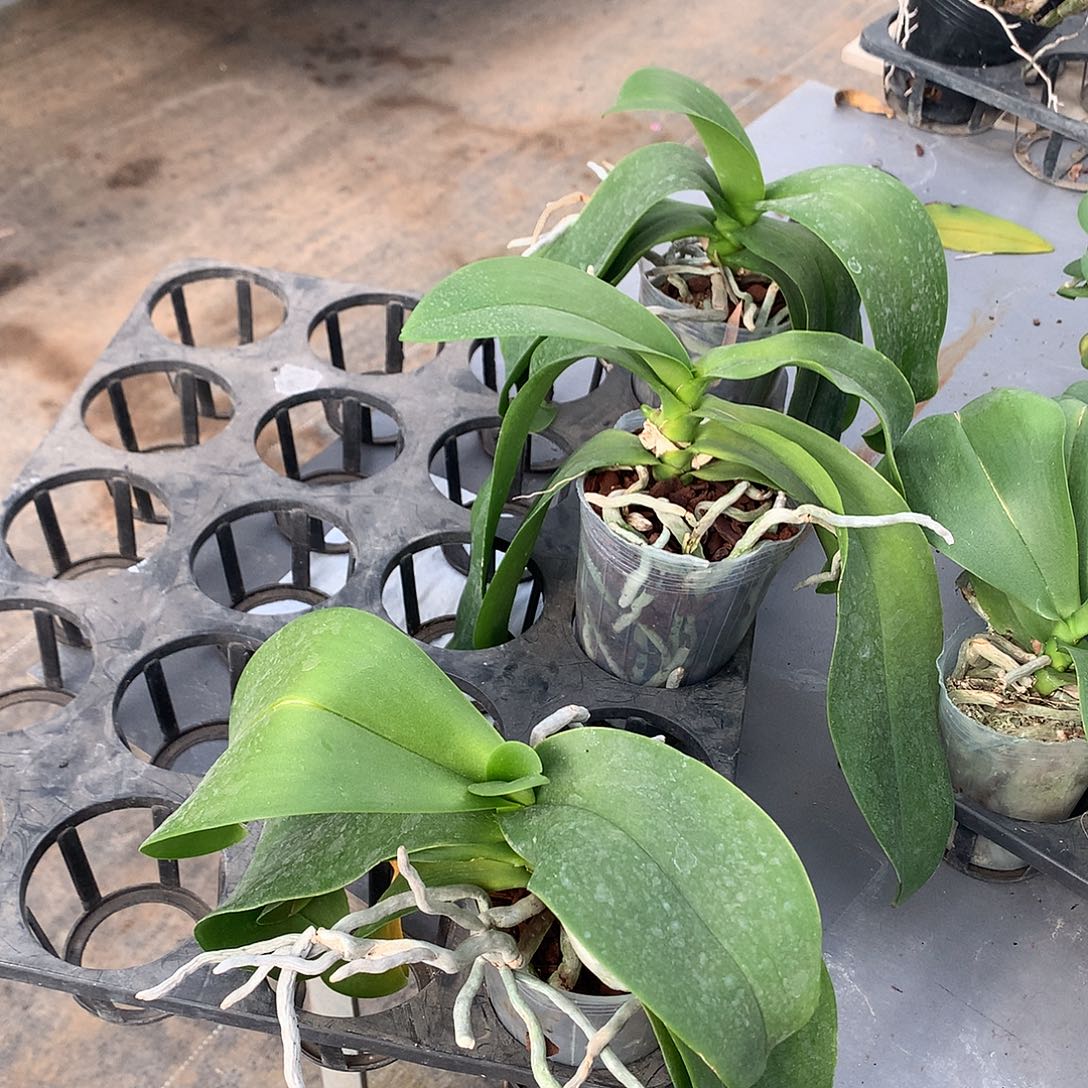 完全开放随单花后苗粉优雅