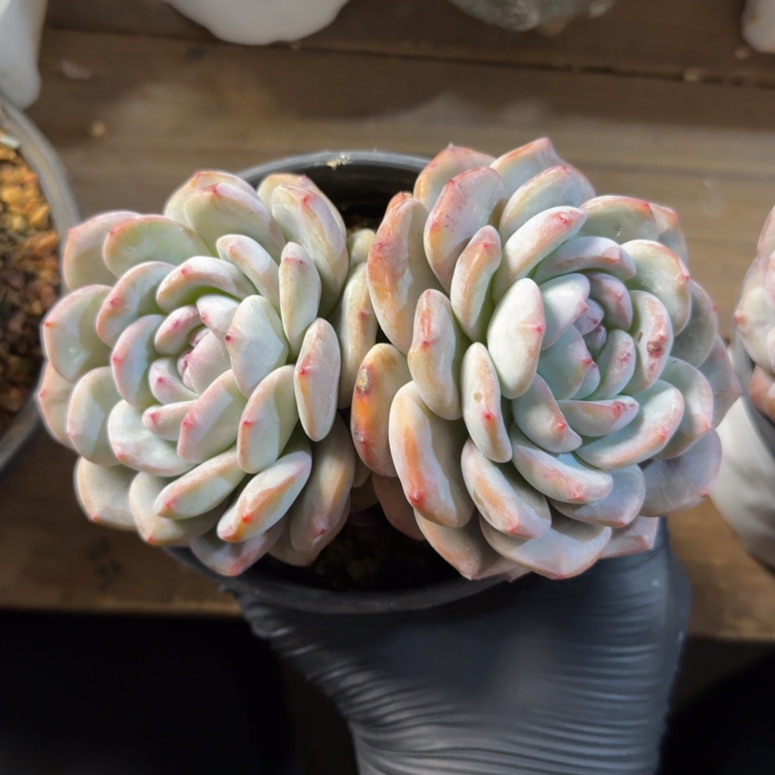 星影111111111111111111111