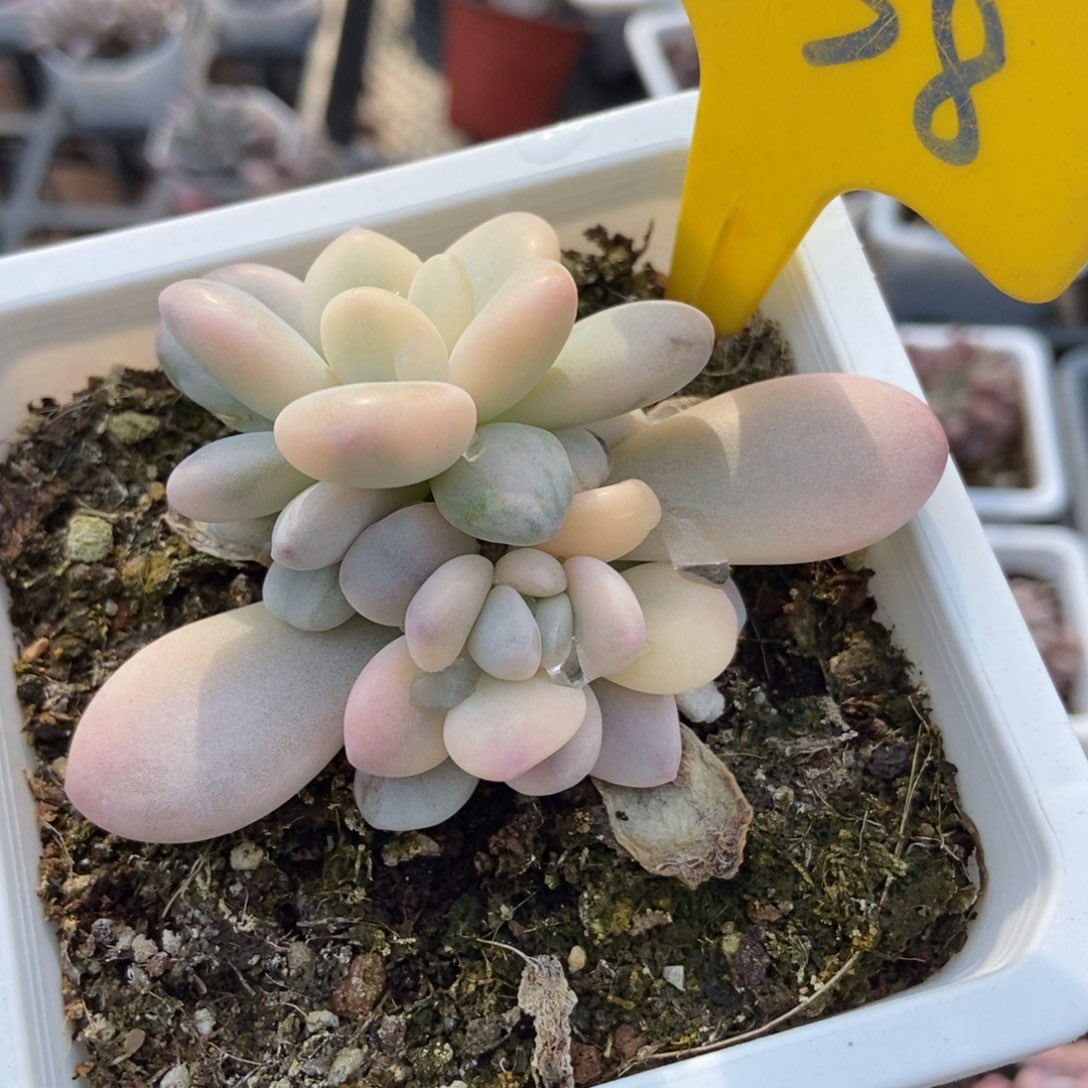 638洛神锦多肉植物多肉