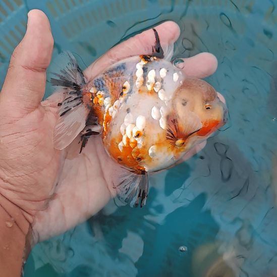 闪鳞麒麟泰狮金鱼