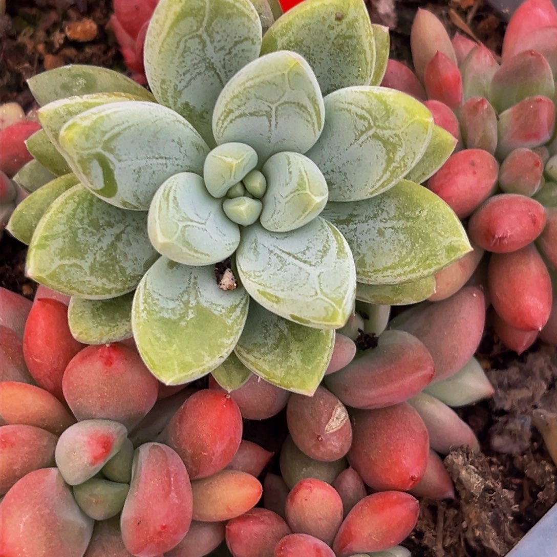 情*～2644下午多肉植物群生