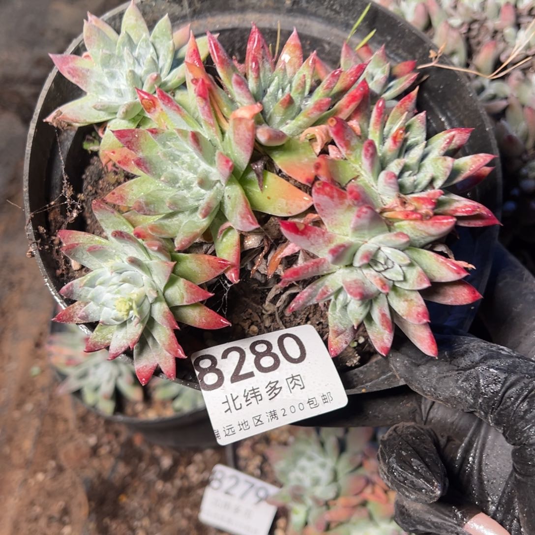 8280哈哈哈哈哈哈哈哈哈哈哈