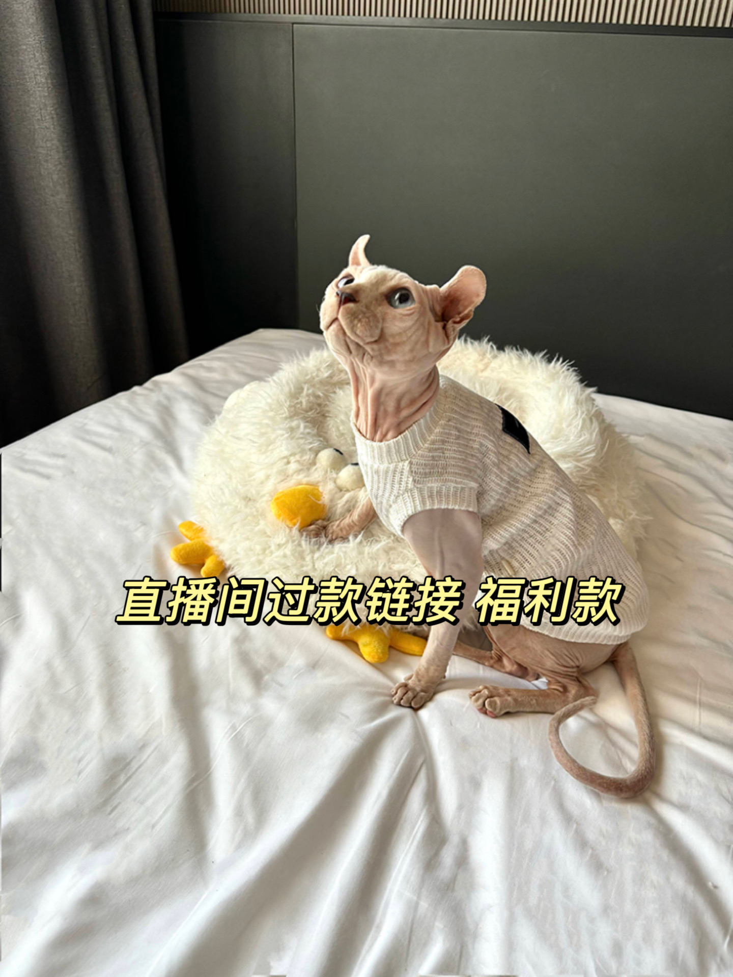 （直播间过款）福利款no退no换宠物衣服猫咪