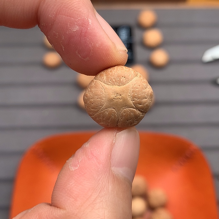 吊坠凤眼菩提18+五星，非质量问题开孔不退