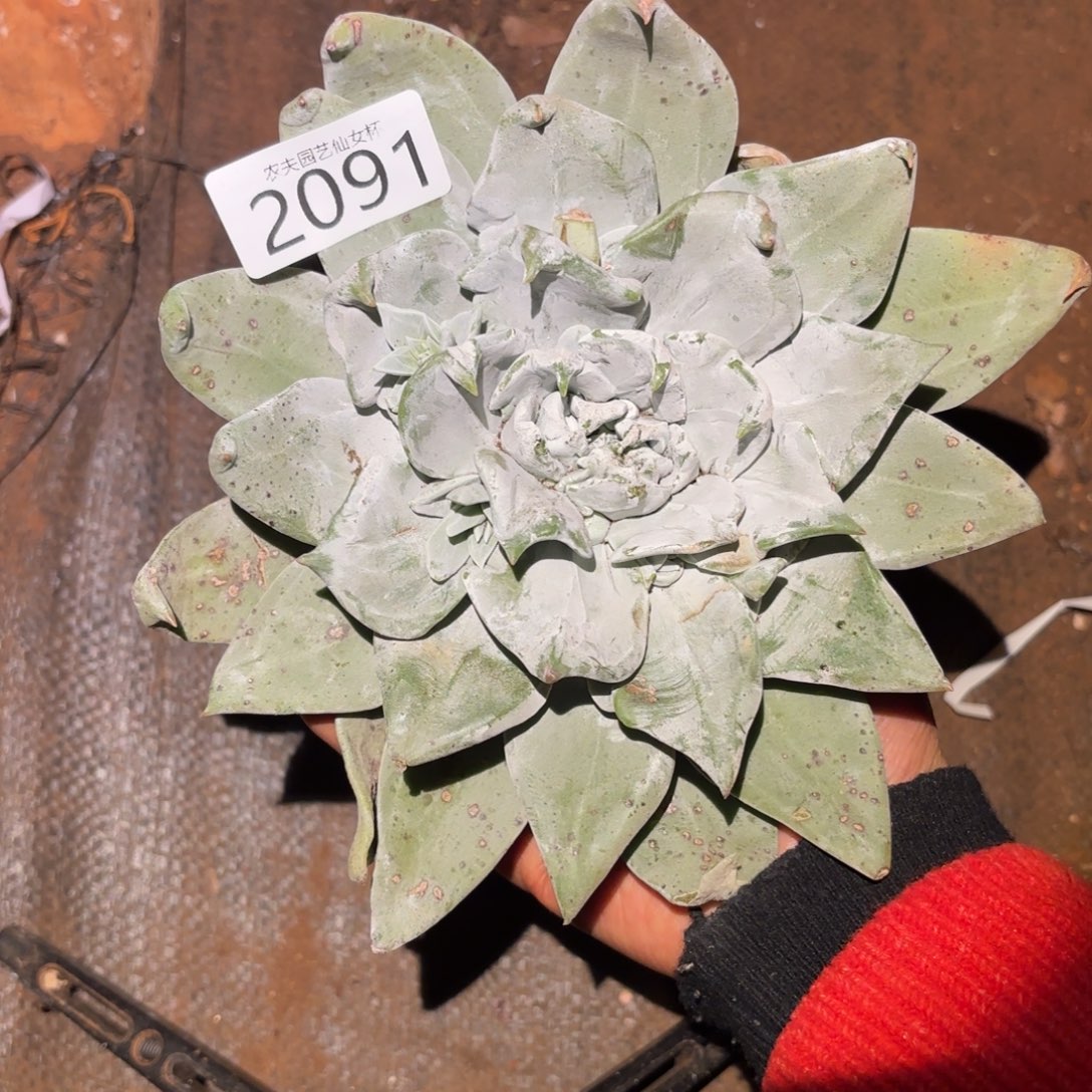 3代杂交仙女杯多肉福利