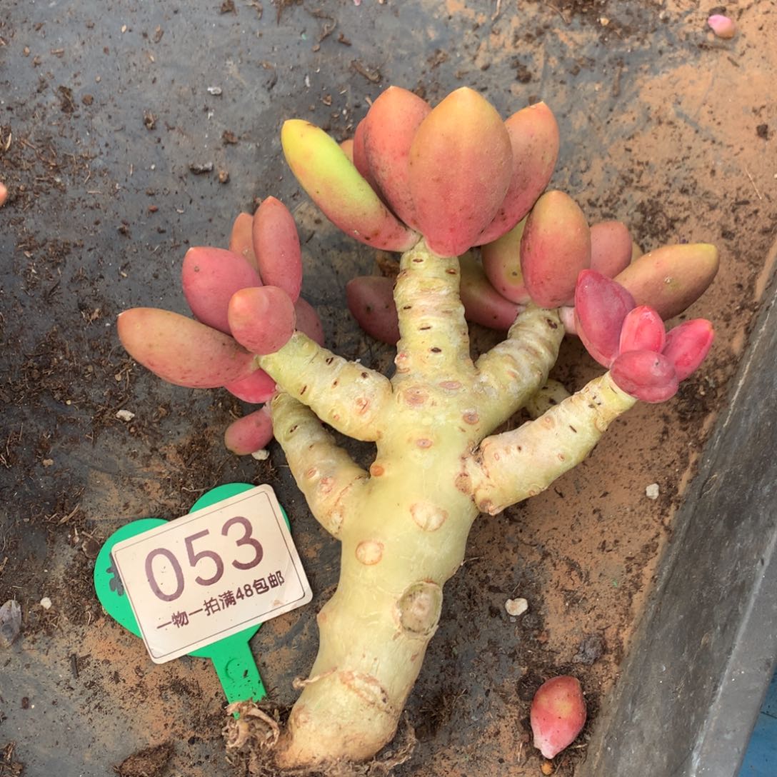 芒果奶酪树一物一拍