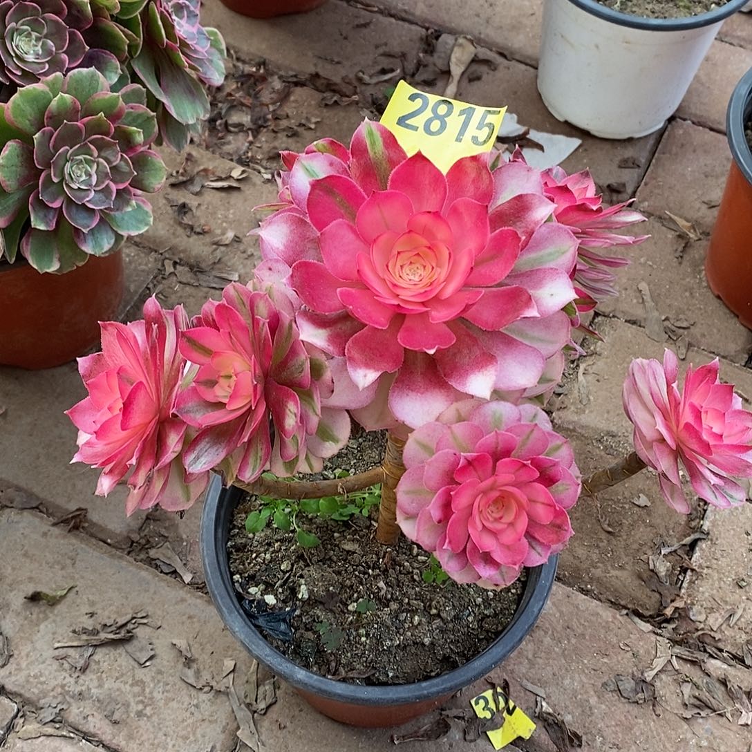 青城多肉法师2815多肉法师