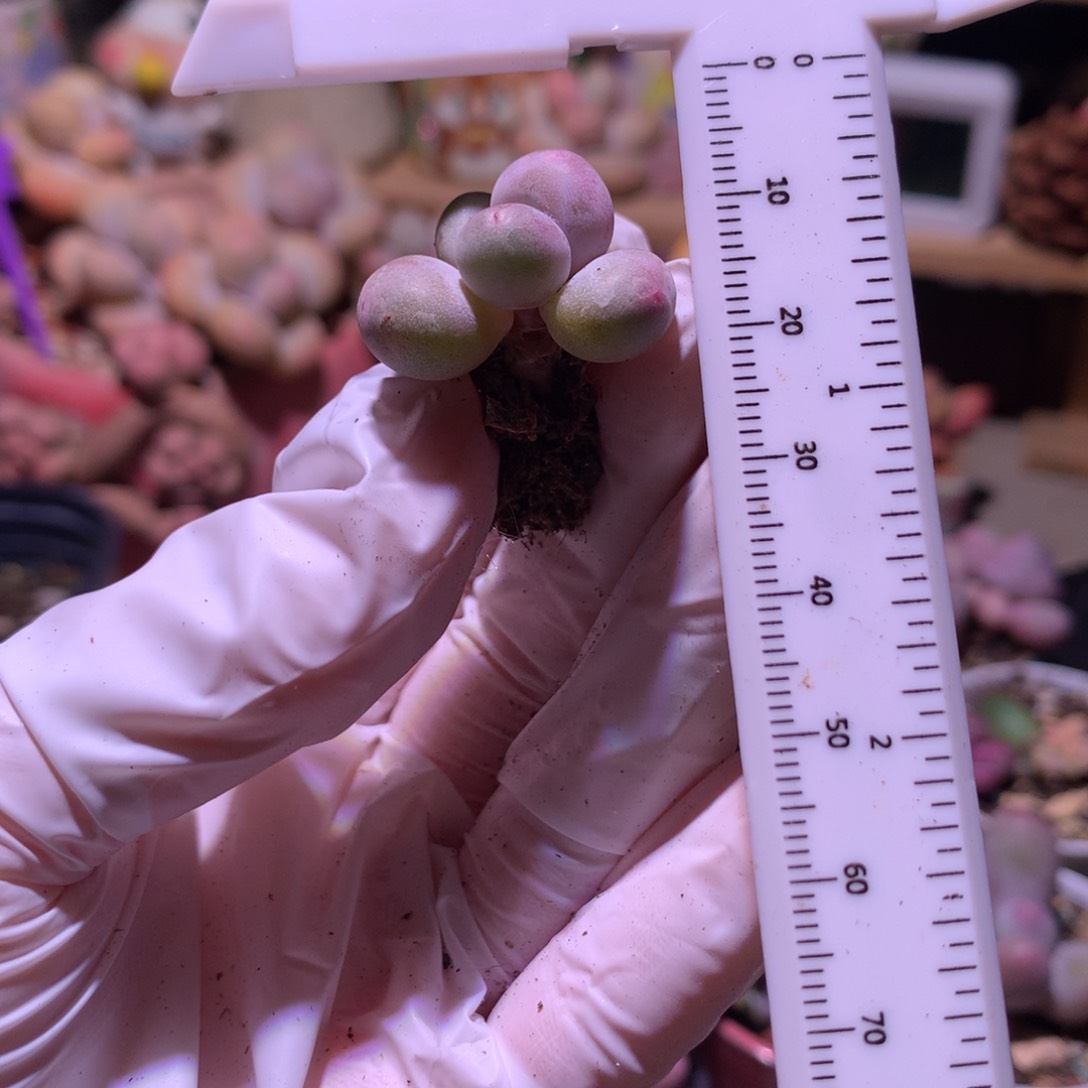 黄金鸡蛋大叶奶。