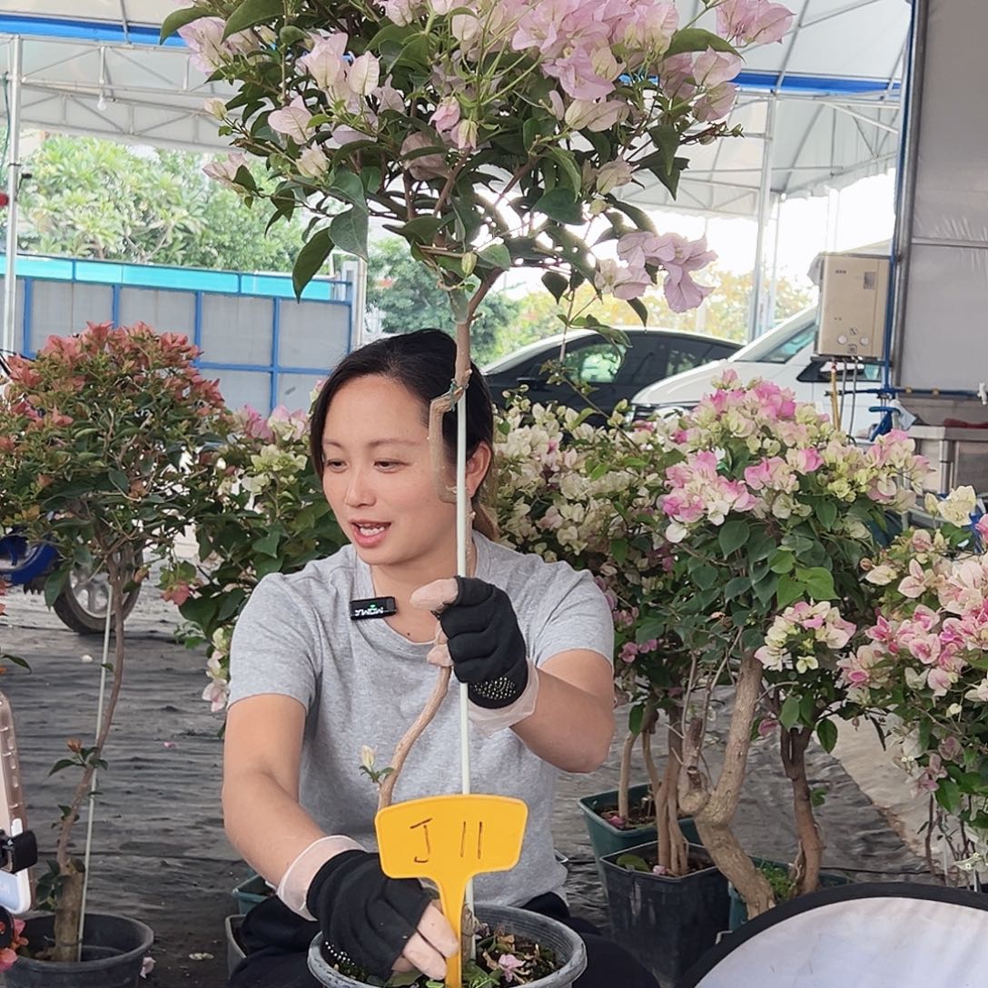 大部分花苞少量开放J11棒棒糖