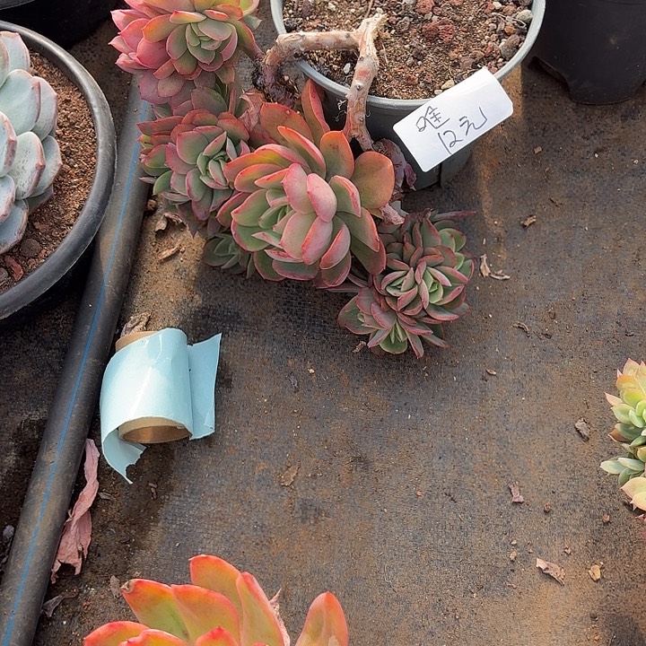 唯***e多肉植物一物一拍唯