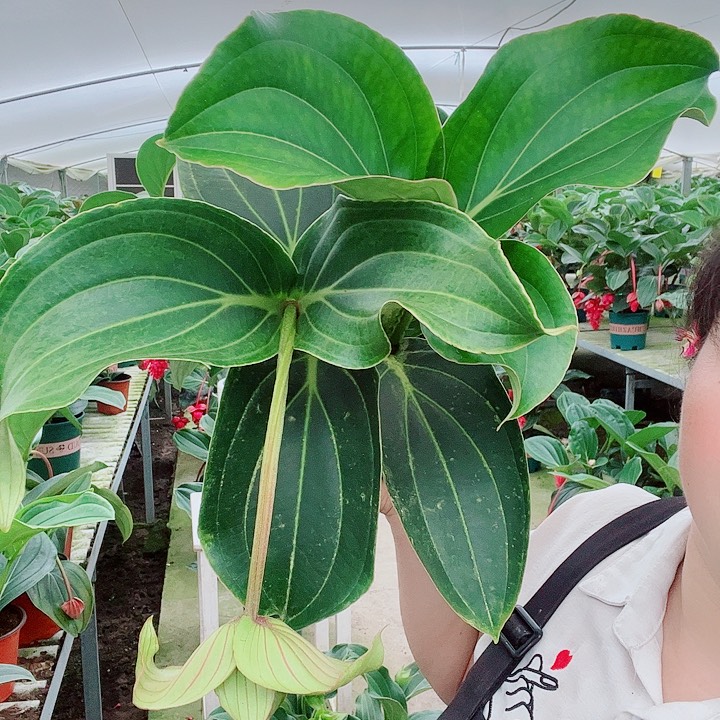 泰**月宝莲灯开花开花