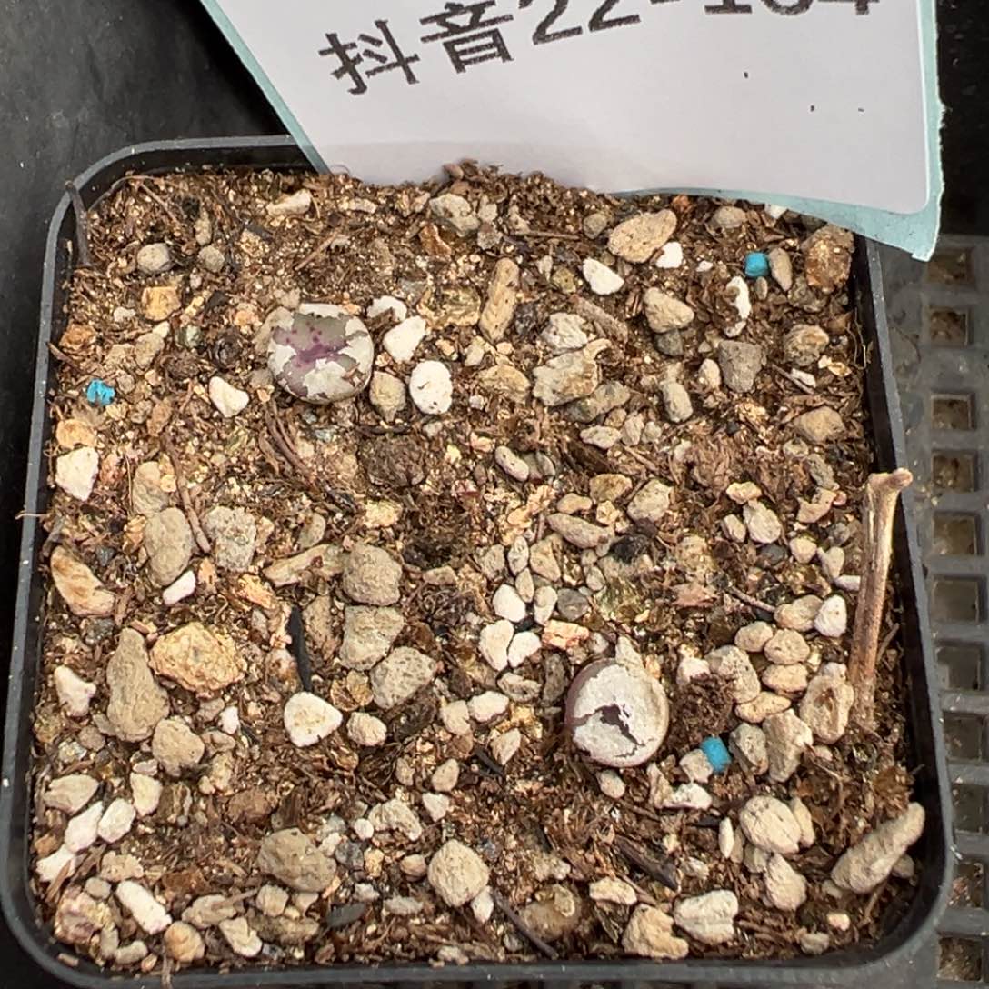 22-164肉锥多肉植物