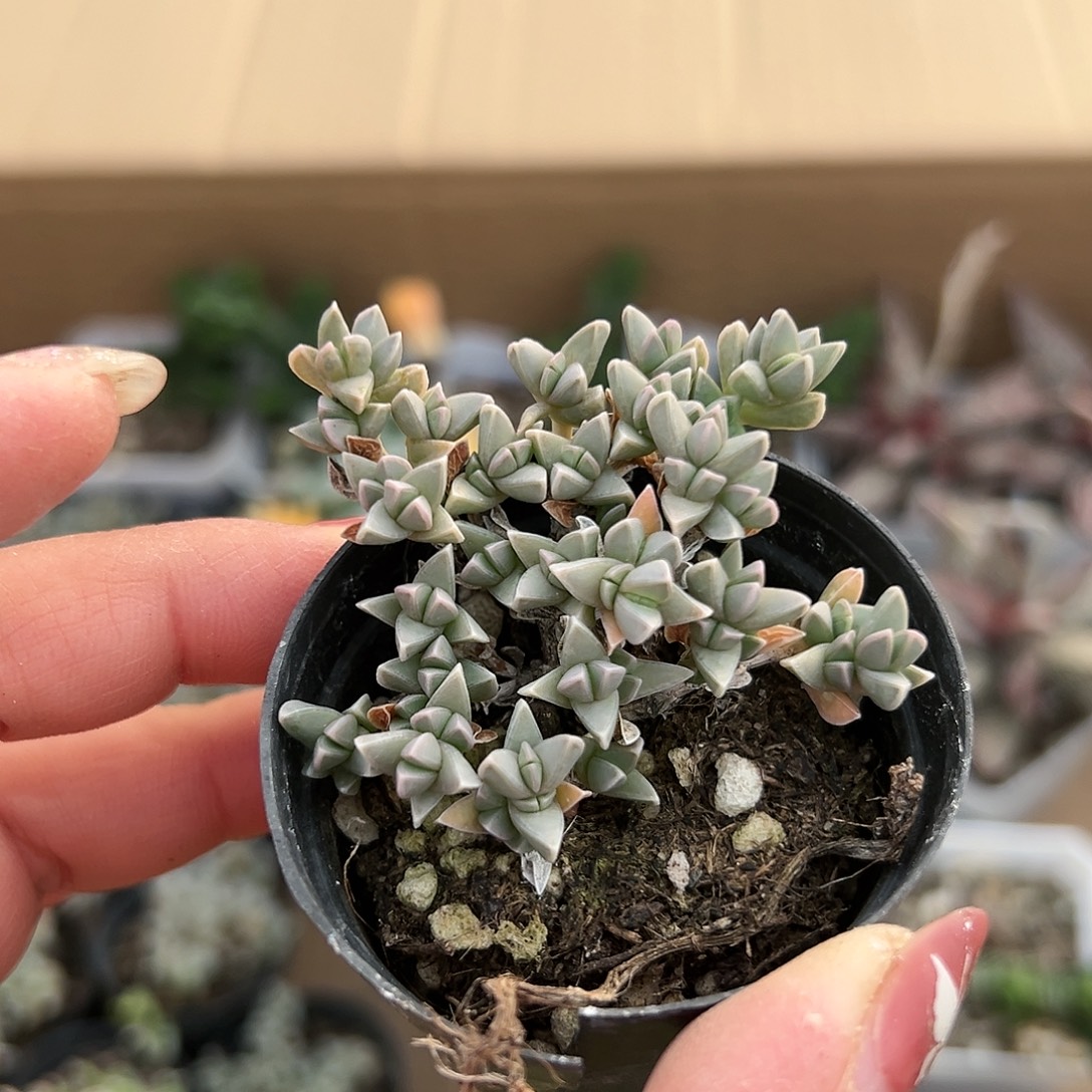 多肉植物姬碧玉莲