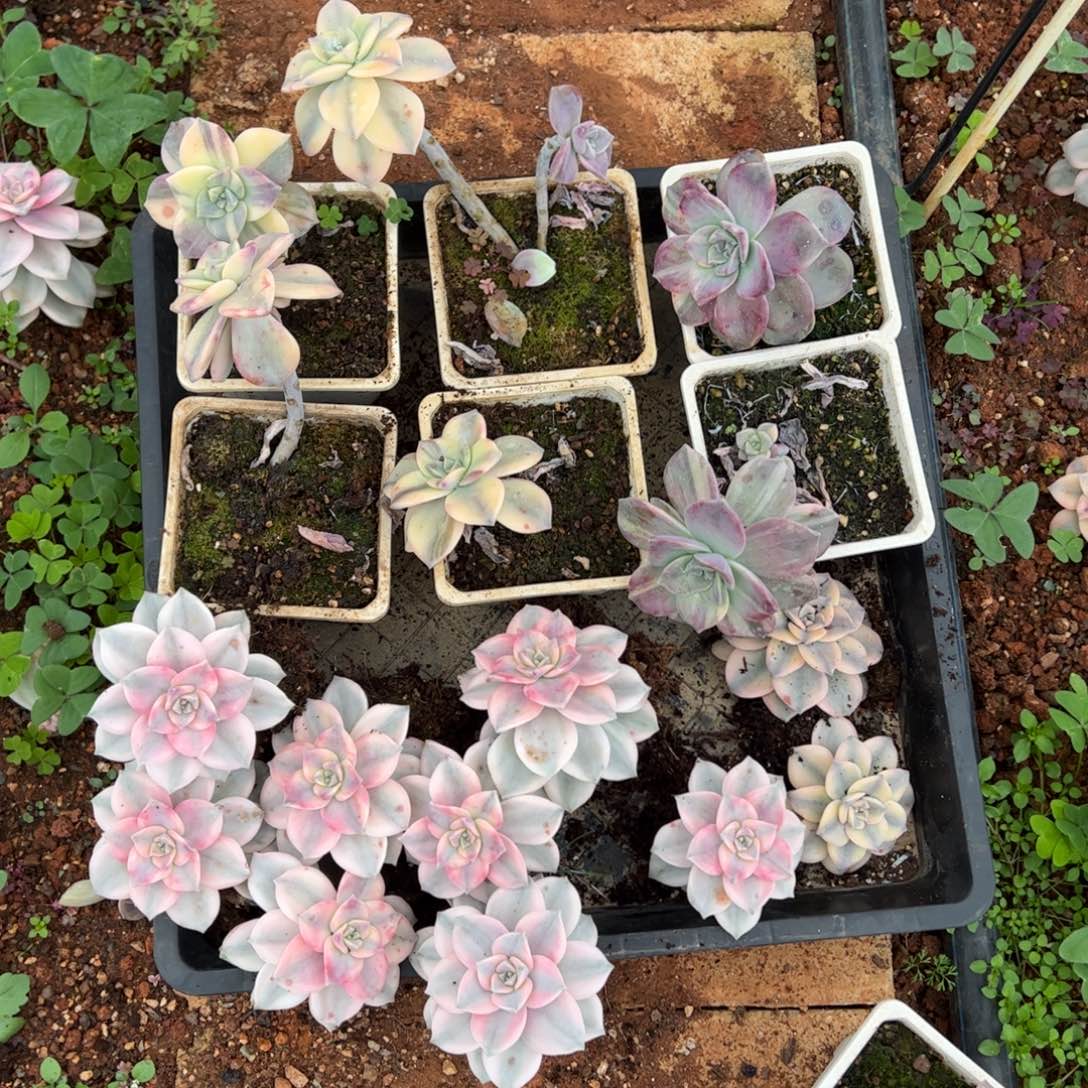 紫乐锦拼7白6花2腹轮