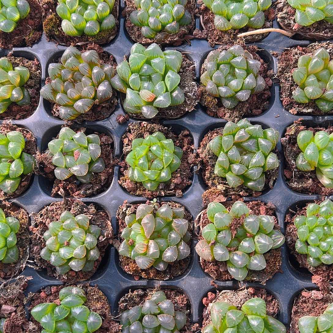 50孔玉露10颗不带草系量拍