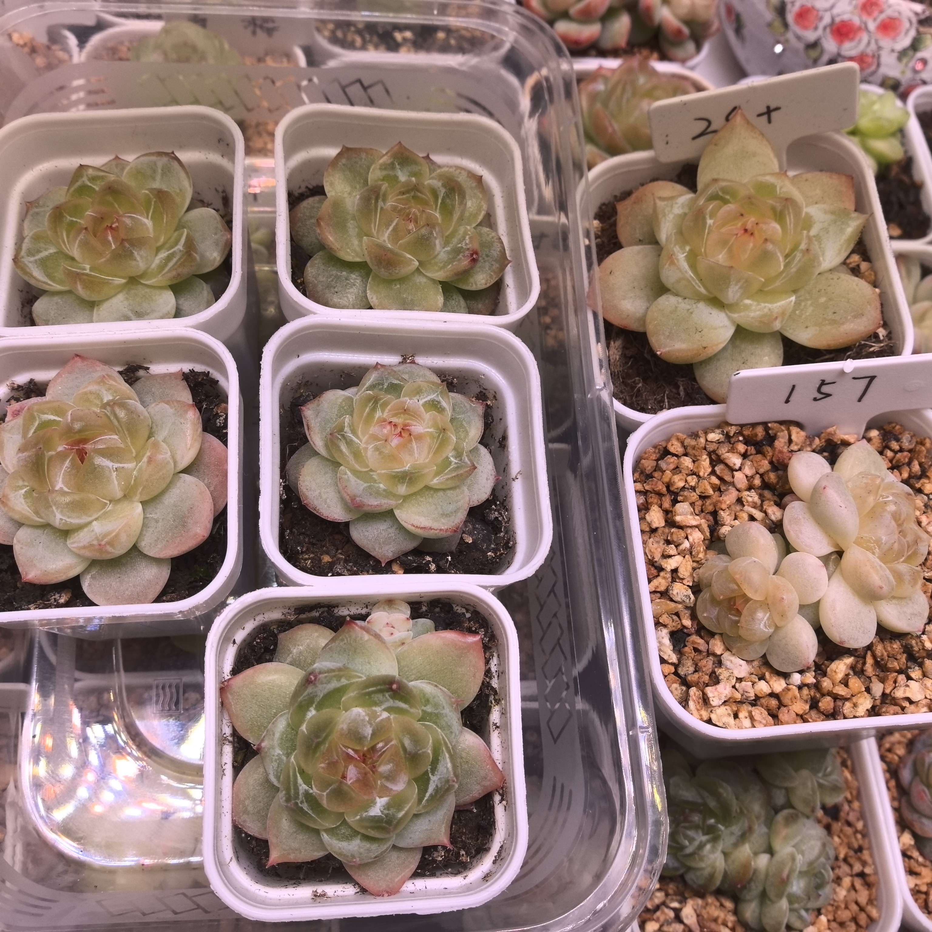 珍妮多肉一物一拍