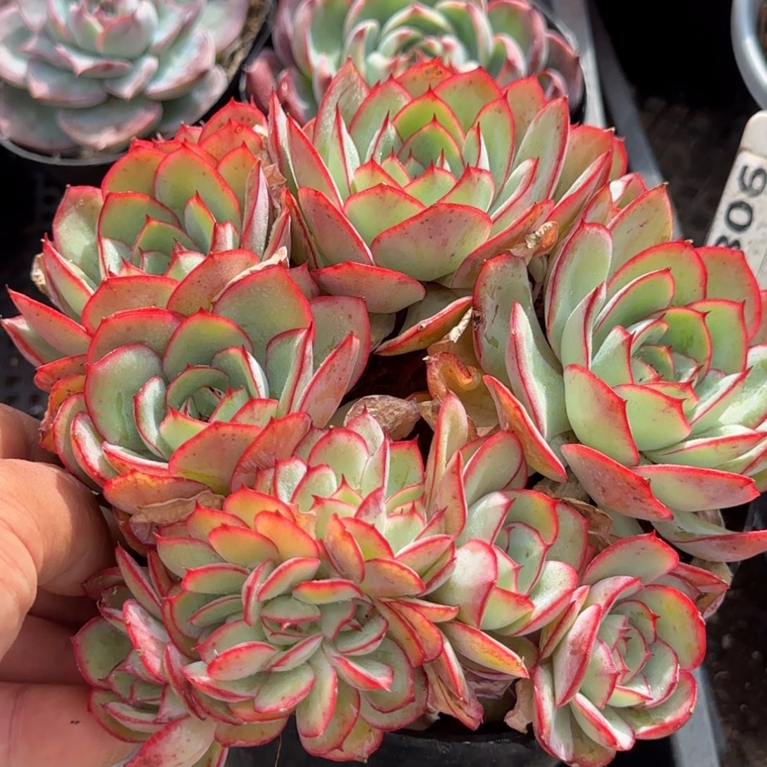 牡丹亭带缀一物一拍包装收缩花旱