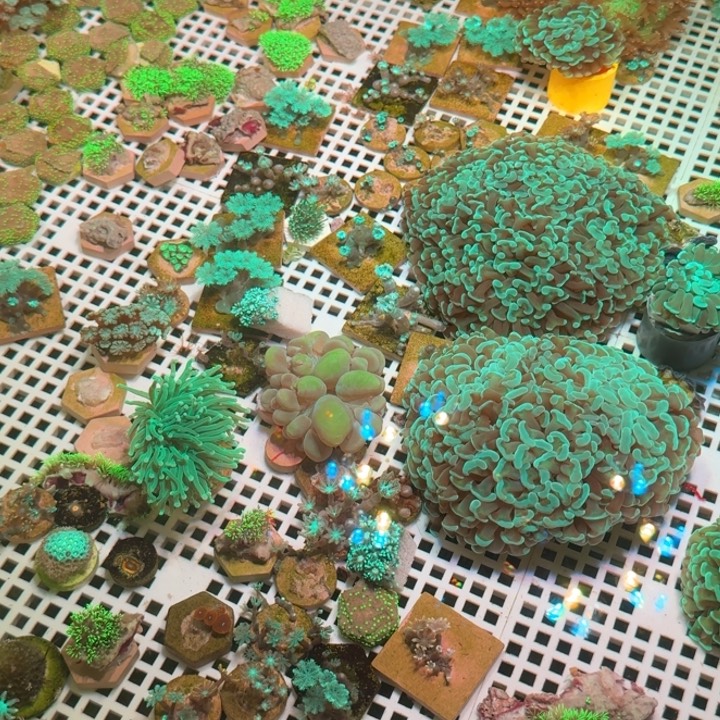 一***梦奶嘴海葵金环8➕寄居蟹3➕千手1➕面包屑1