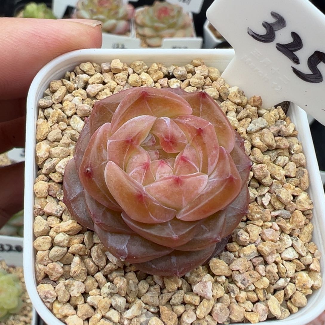 325号知夏 晗雨多肉