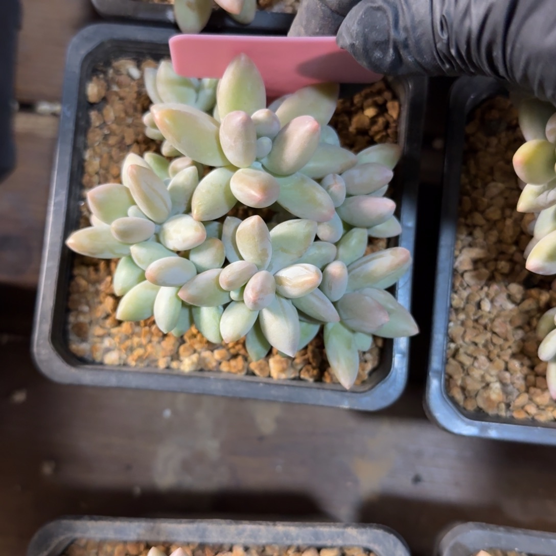 白兰地111111111111111111