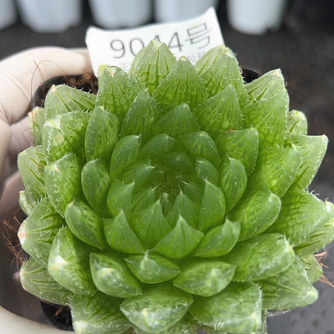 好养易活生石花大母本9044