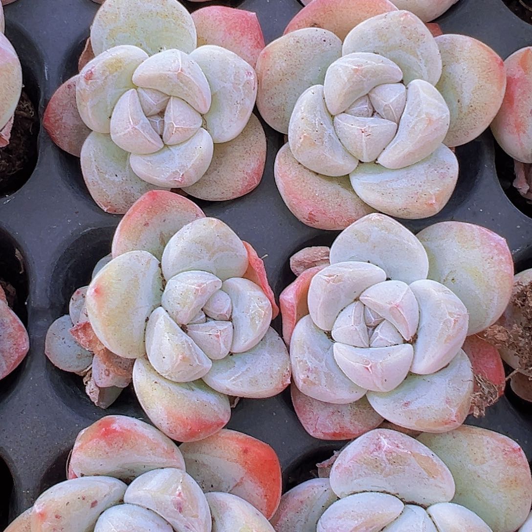 单头大奶冰苗5颗多肉