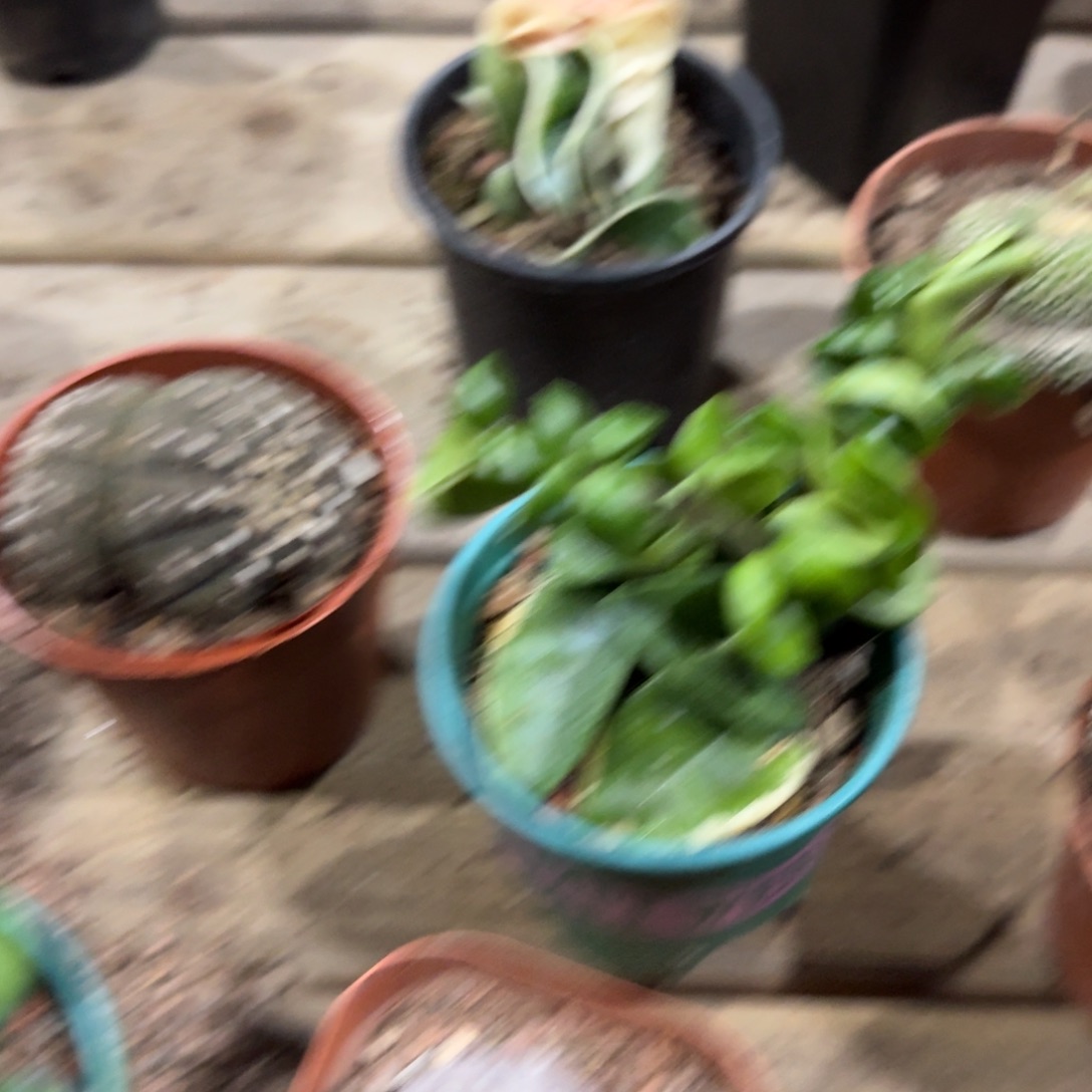 ᬨ***鱼卷叶球兰仙人球球