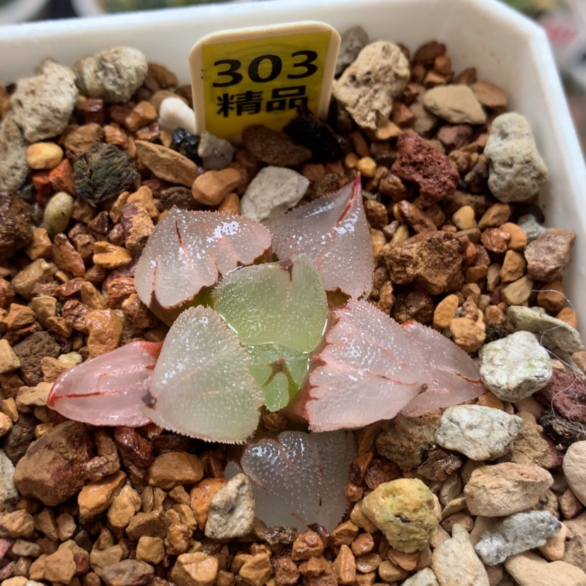 【闪购商品】303冰鸾玉