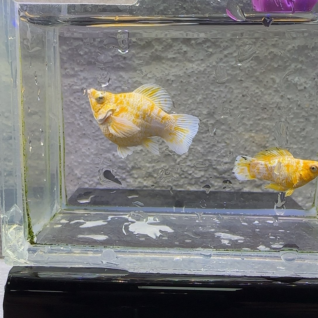 孔雀鱼樱花玛丽。41号