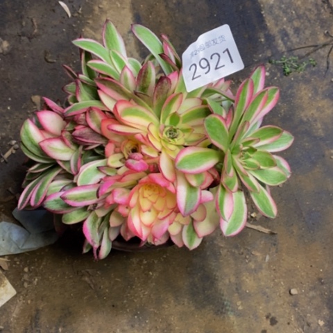 倾城多肉多肉植物2921