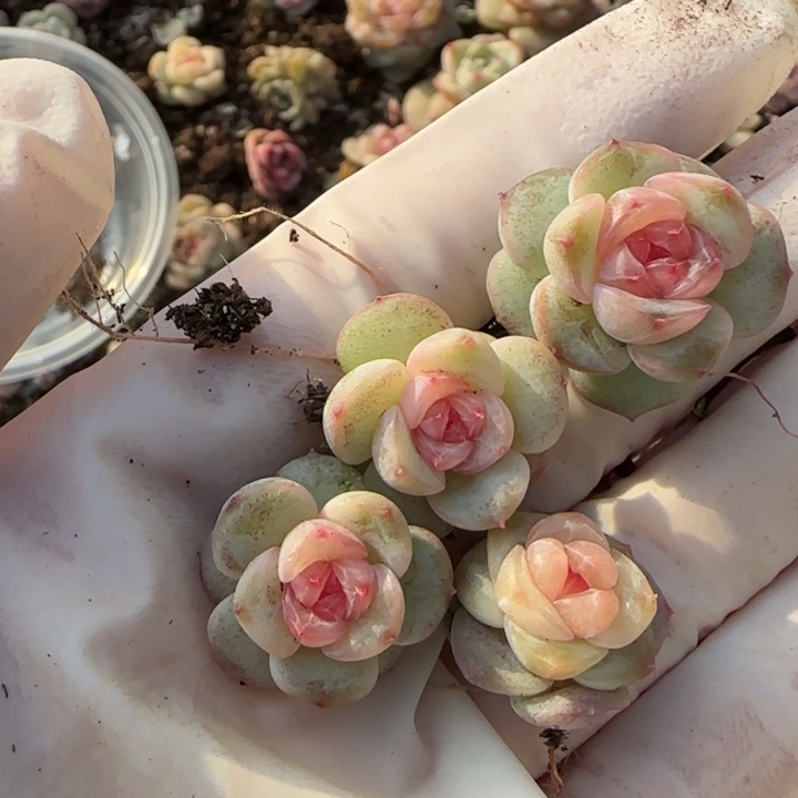 叶***！31 王者系列多肉一盒