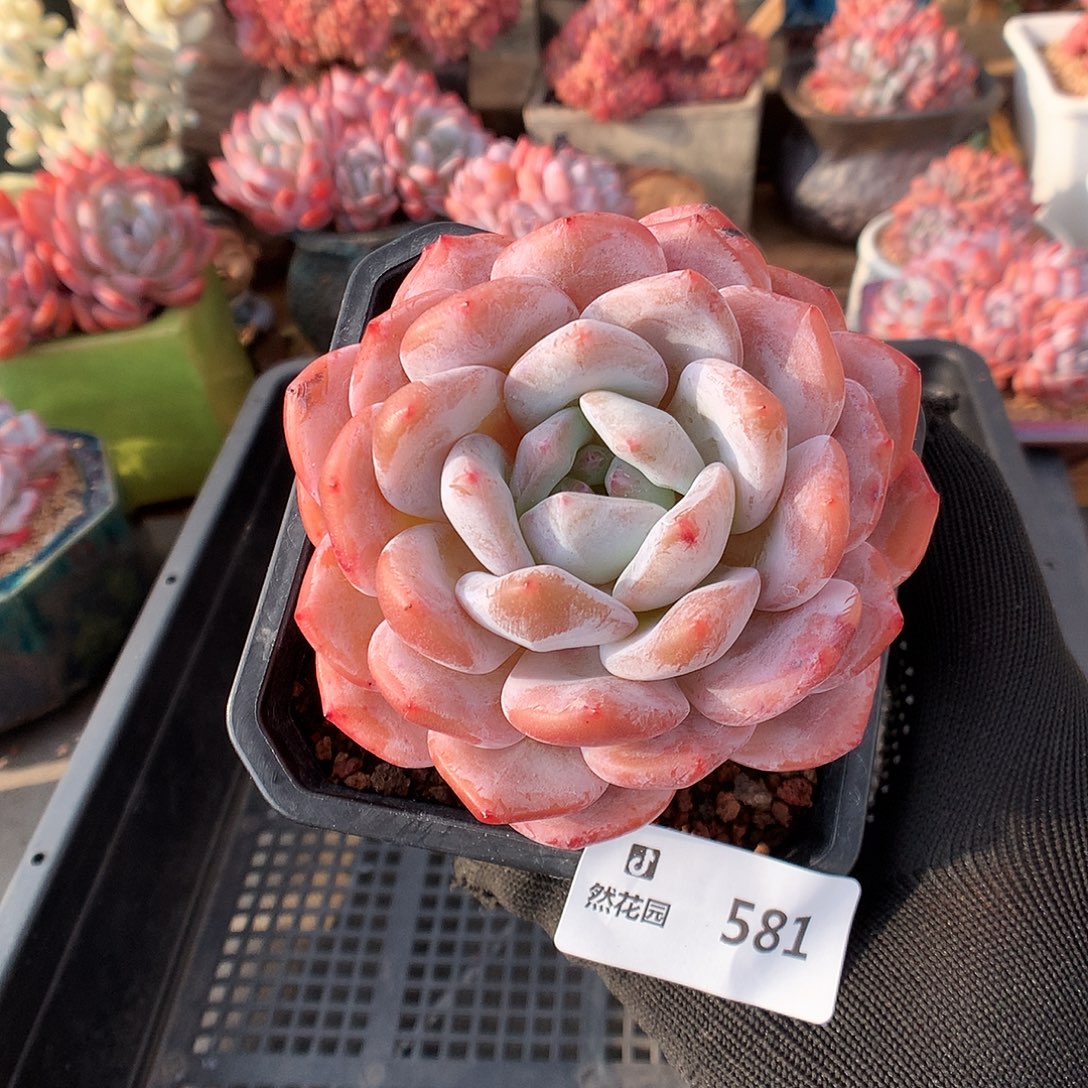 581梦露多肉植物666