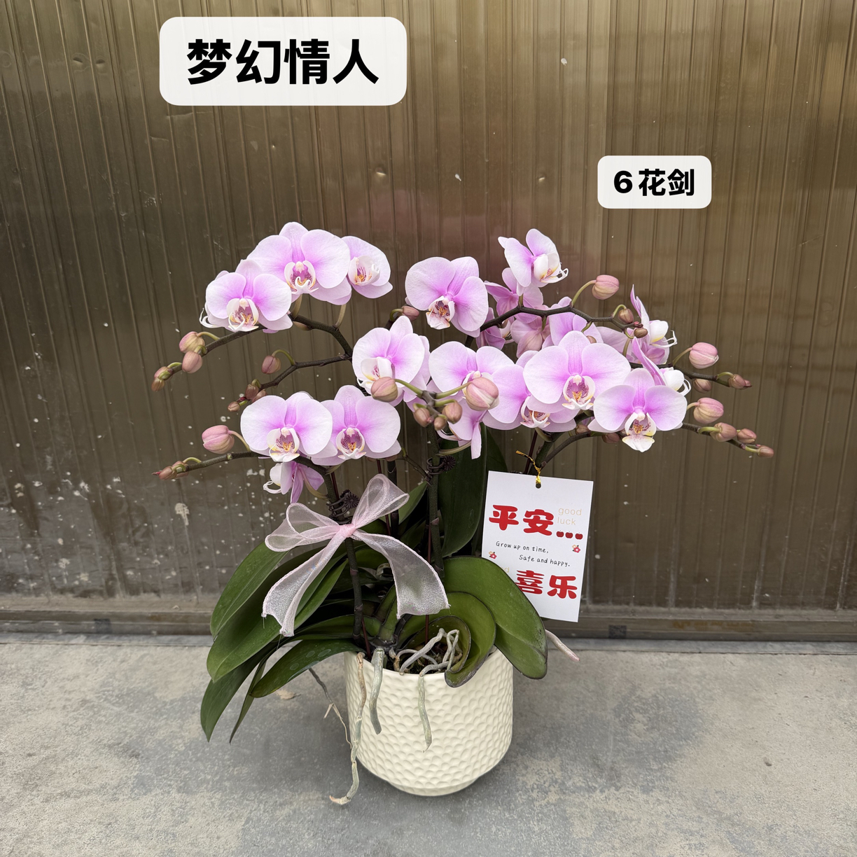 【梦幻情人】室内绿植盆栽 好养奈养