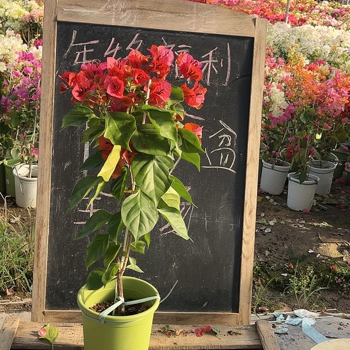 完全开放三角梅米奇