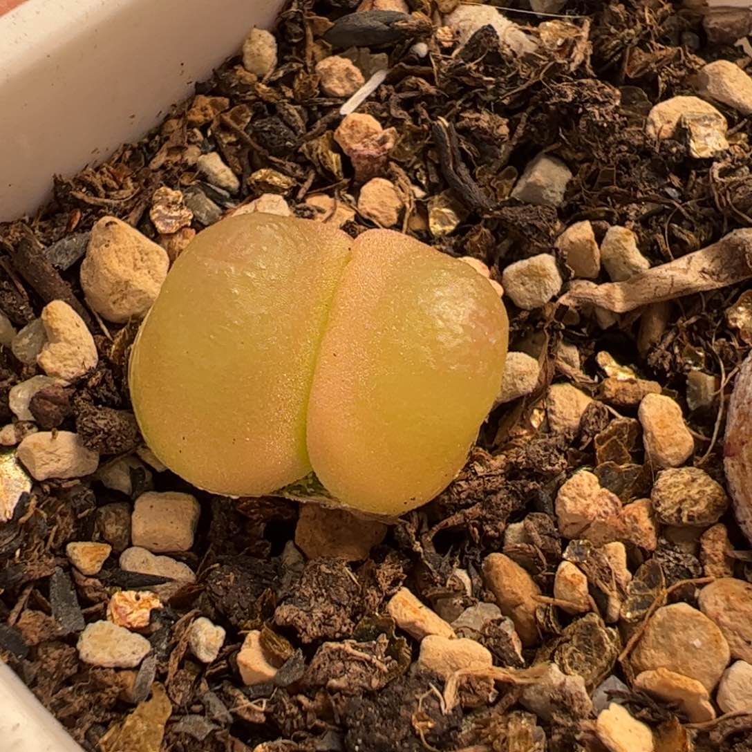 025多肉植物百科